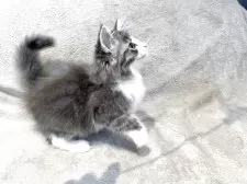 ノルウェージャンフォレストキャット【東京都・男の子・2025年4月23日・ブルータビー&ホワイト】の写真9