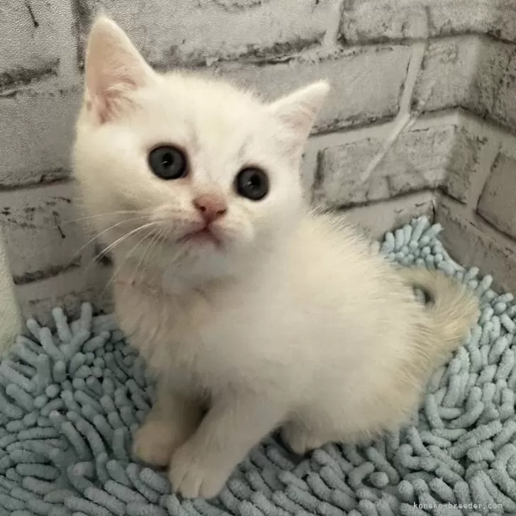 ID:2405-00724の子猫