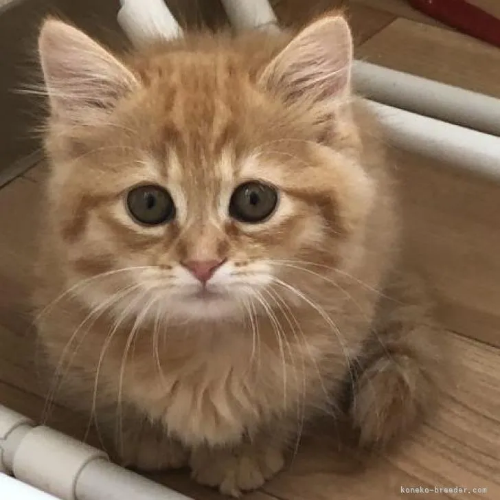 ID：2302-01906の子猫