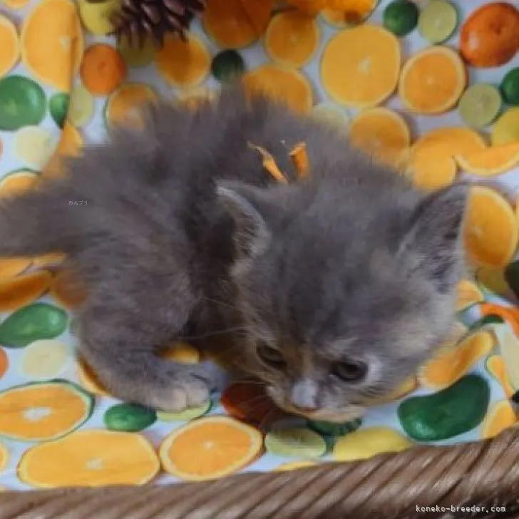 ID：2310-02108の子猫