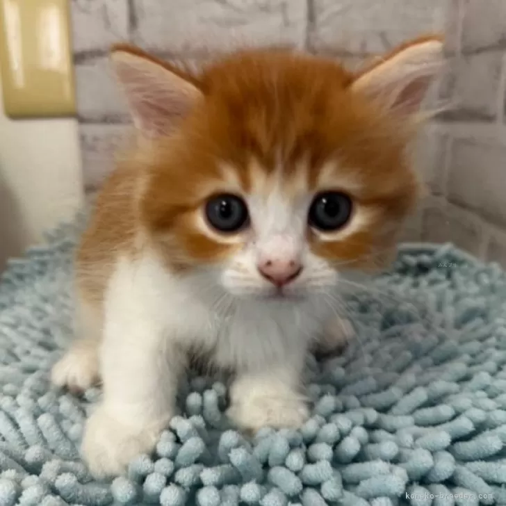 ID:2405-00620の子猫