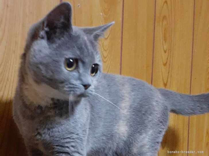 ブリティッシュショートヘア【・女の子・2020年10月1日・ブルークリーム】