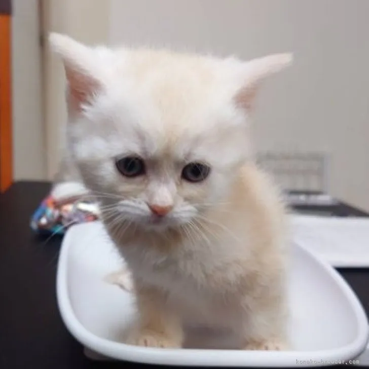 ID：2308-01806の子猫