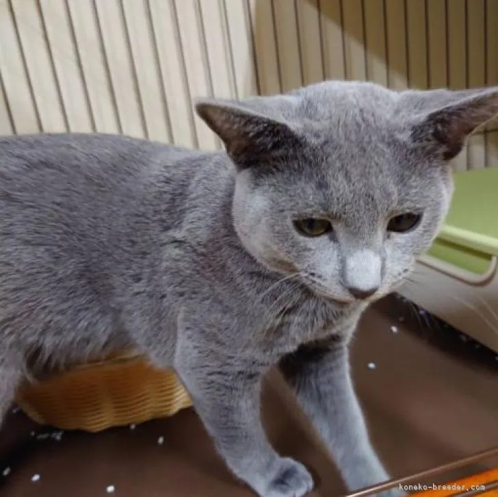 ID：2207-02837の子猫