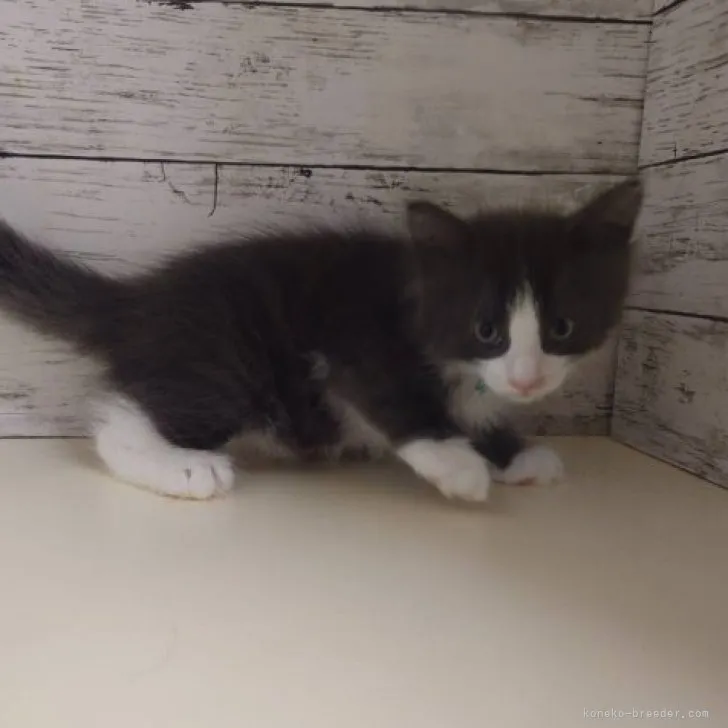 ID:2305-03432の子猫