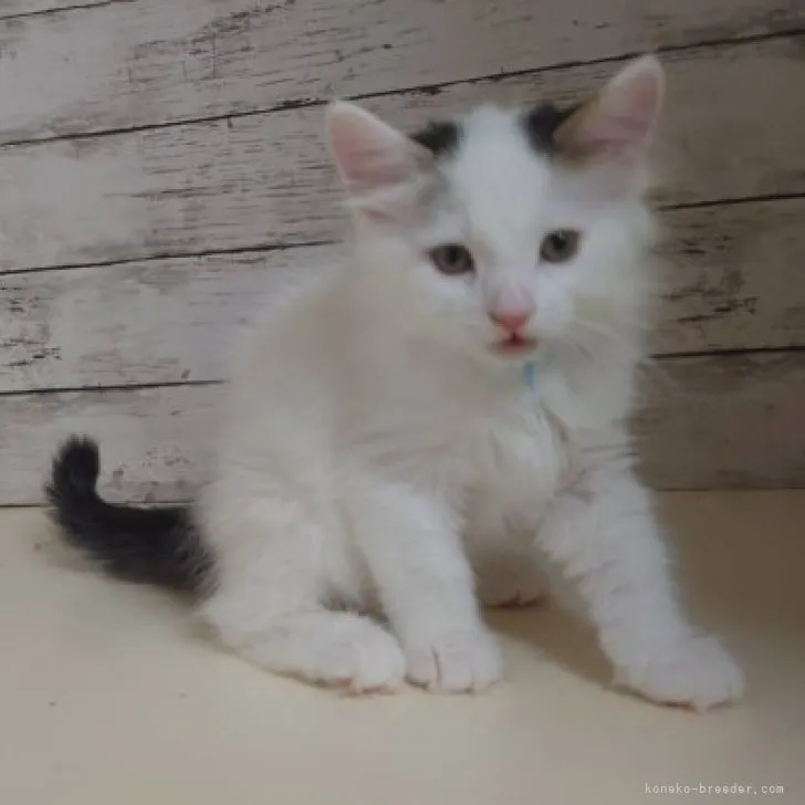 ID:2305-03434の子猫