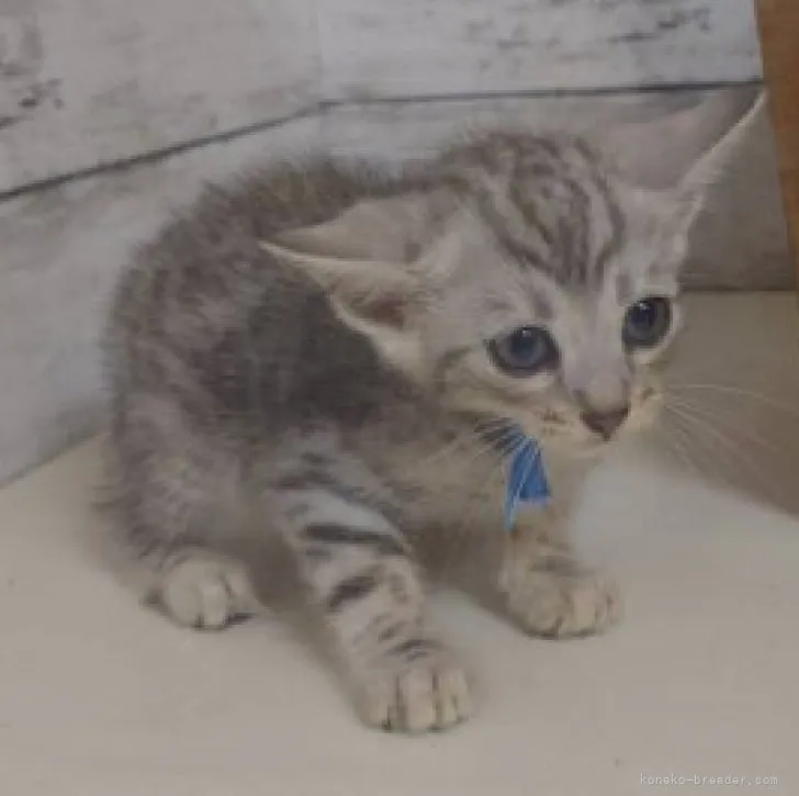ID:2306-02716の子猫