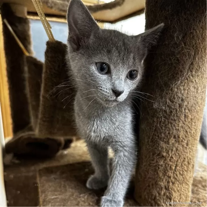 ID:2407-01615の子猫