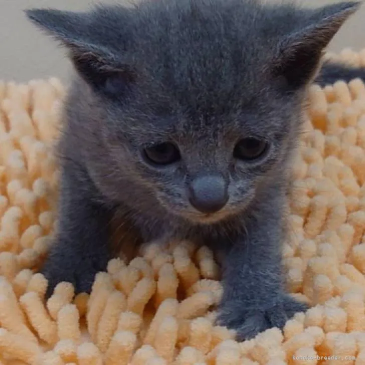 ID:2302-01943の子猫