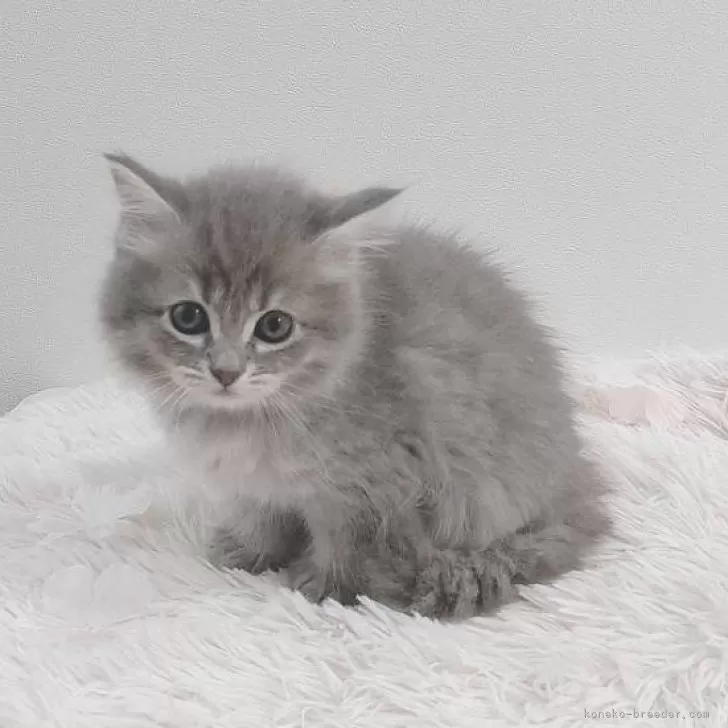 ID:2404-03488の子猫