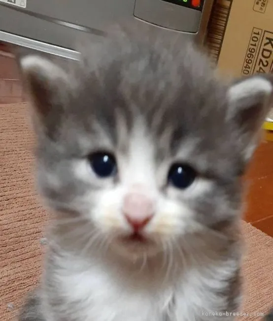 ID：2105-00271の子猫