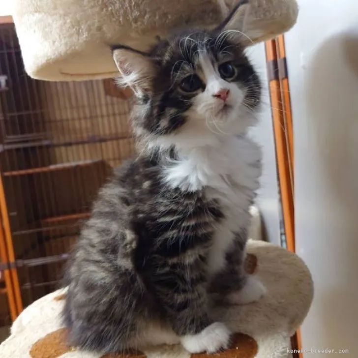 ID：2307-00940の子猫