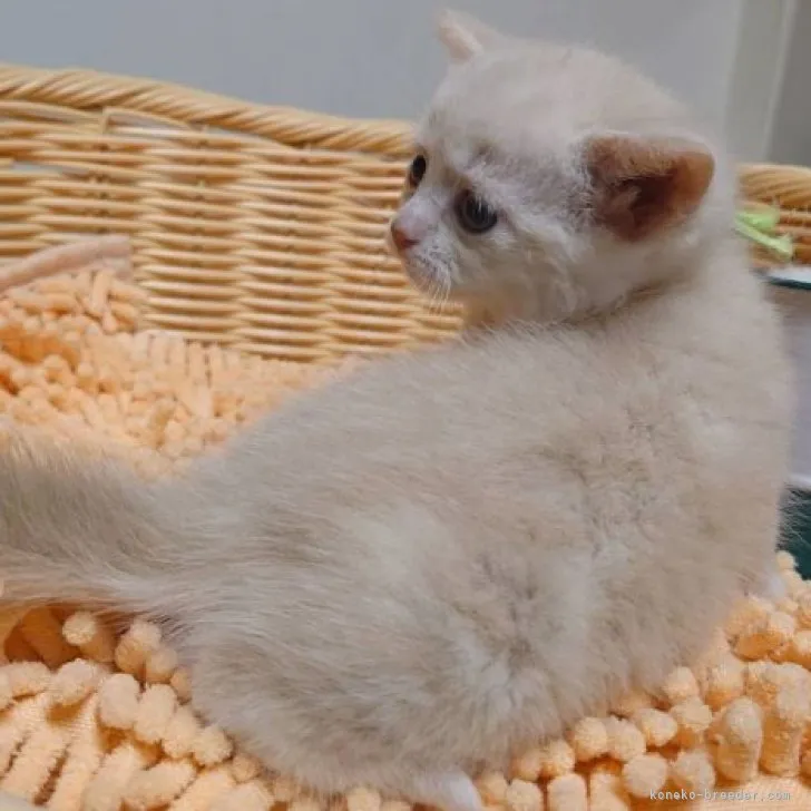 ID：2305-03417の子猫