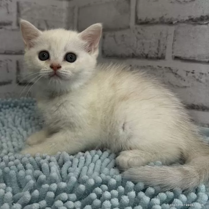 ID：2405-00722の子猫