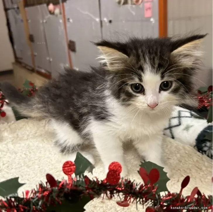ID:2412-00528の子猫