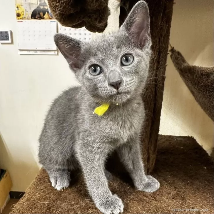 ID：2407-01613の子猫