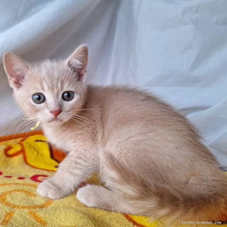 ID：2404-01487の子猫