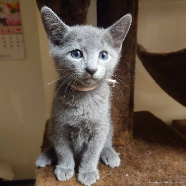 ID：2305-03424の子猫