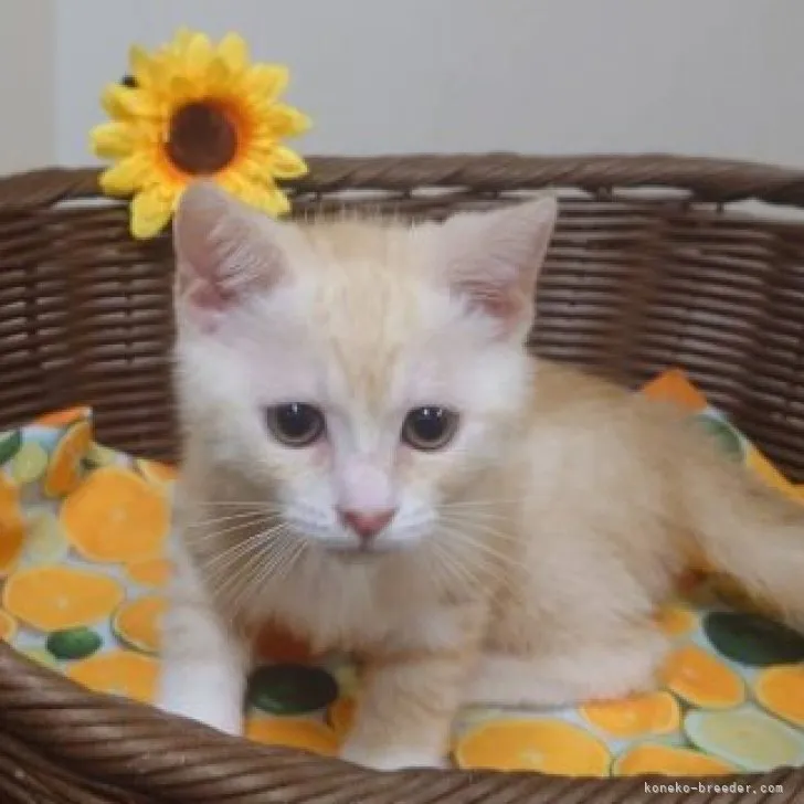 ID：2308-01805の子猫