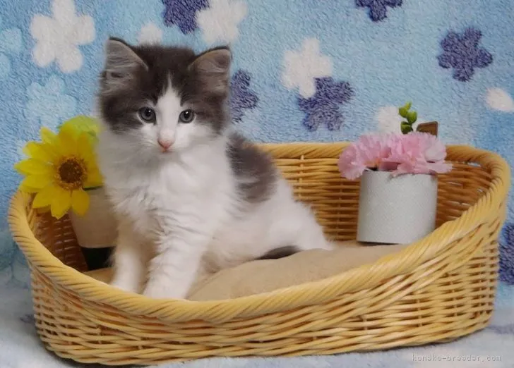 ID:2105-00253の子猫
