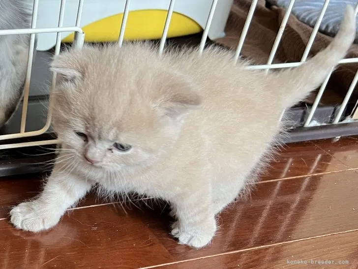 ID：2203-02257の子猫