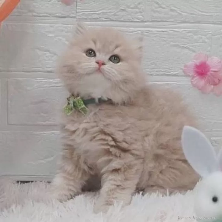 ID:2403-00107の子猫