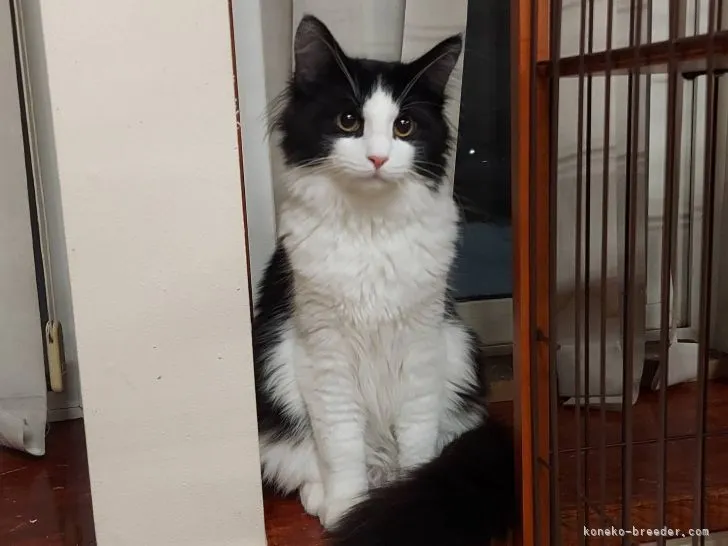 ID：2109-00421の子猫