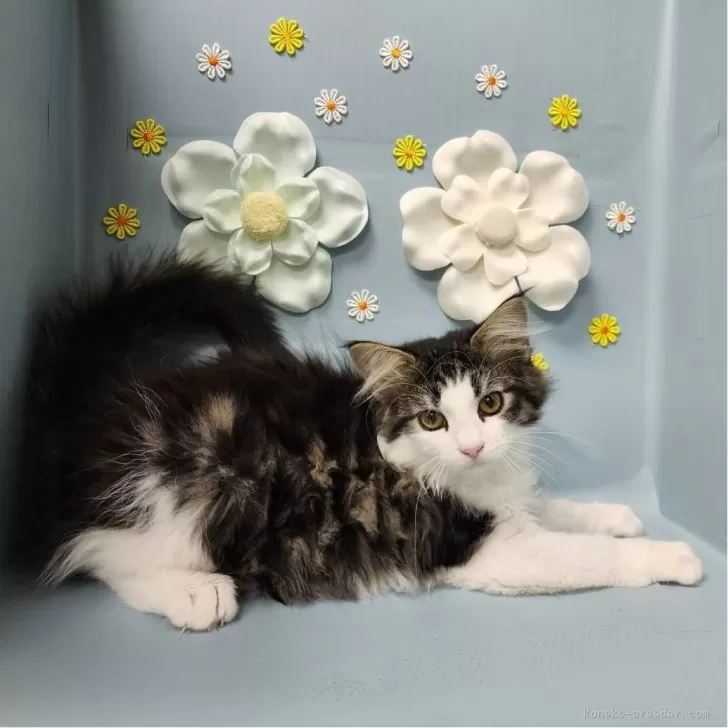 ID:2403-00099の子猫