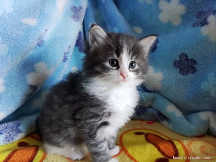 ID：2203-02251の子猫