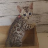 ベンガル