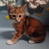 ジェネッタ【北海道・女の子・2024年2月5日・キャリコ】の写真2