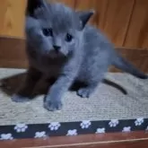 ブリティッシュショートヘア【北海道・男の子・2023年12月12日・ブルー】の写真3「1/16撮影」