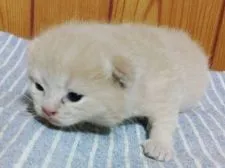 ブリティッシュショートヘア【北海道・男の子・2022年2月27日・クリーム】の写真3「2022年3月26日撮影」