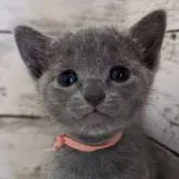 ロシアンブルー【北海道・女の子・2022年7月30日・ブルー】の写真3