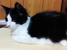 ノルウェージャンフォレストキャット【北海道・男の子・2021年8月1日・ブラック&ホワイト】の写真4「2021年11月25日撮影」