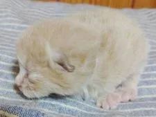 ブリティッシュショートヘア【北海道・男の子・2022年2月27日・クリーム】の写真4「2022年3月12日撮影」