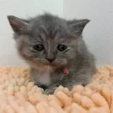 ミヌエット(長足)【北海道・女の子・2024年1月22日・ブルーパッチドマッカレルタビー】の写真5「ちゃんとカメラ目線です」