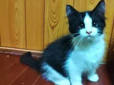 ノルウェージャンフォレストキャット【北海道・男の子・2021年8月1日・ブラック&ホワイト】の写真5「2021年10月22日撮影」