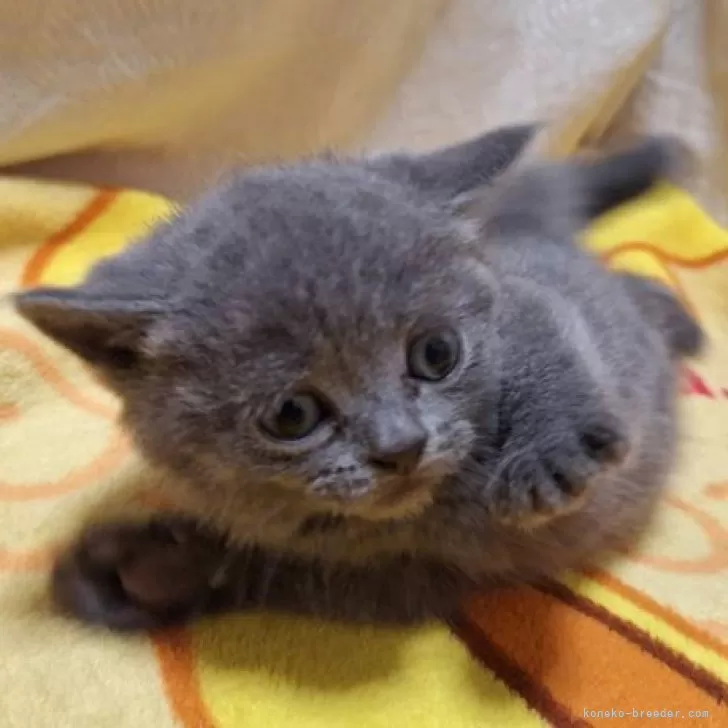 ID：2501-00146の子猫