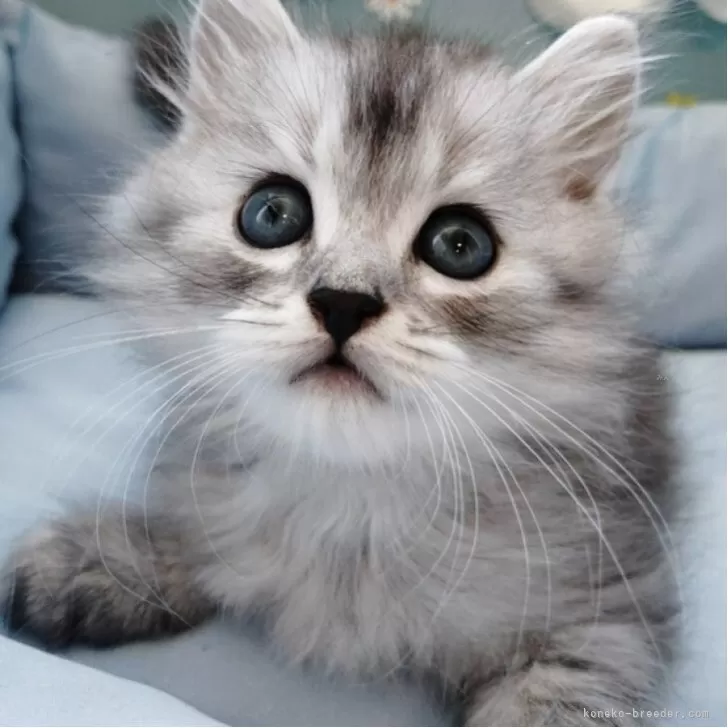 ID：2507-02740の子猫