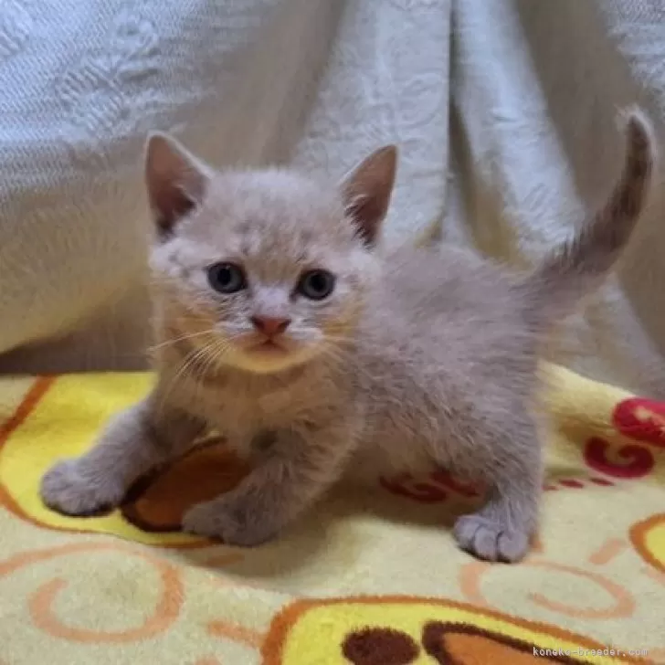 ID:2501-00133の子猫