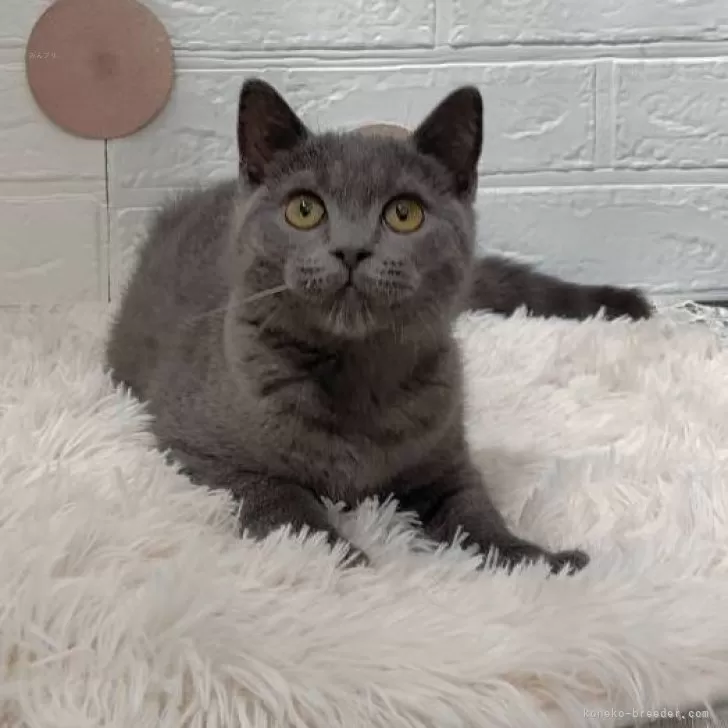 ID:2502-00774の子猫