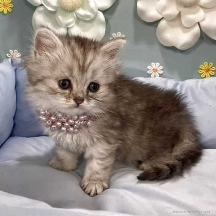 ミヌエット(長足)【北海道・女の子・2025年6月23日・シルバーマッカレルタビー】の写真1