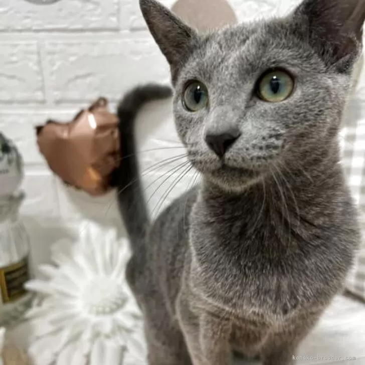 ID：2505-01619の子猫