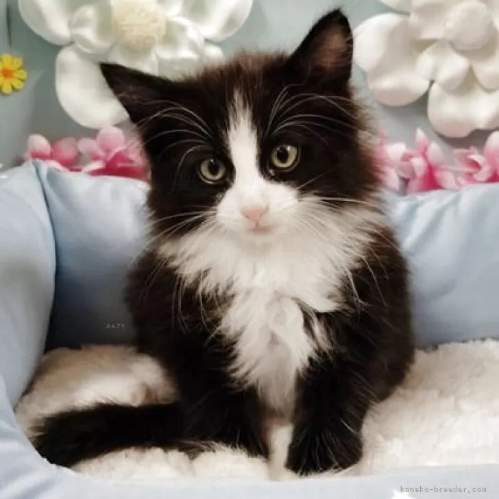 ノルウェージャンフォレストキャット【北海道・男の子・2025年10月15日・ブラック&amp;ホワイト】の写真1