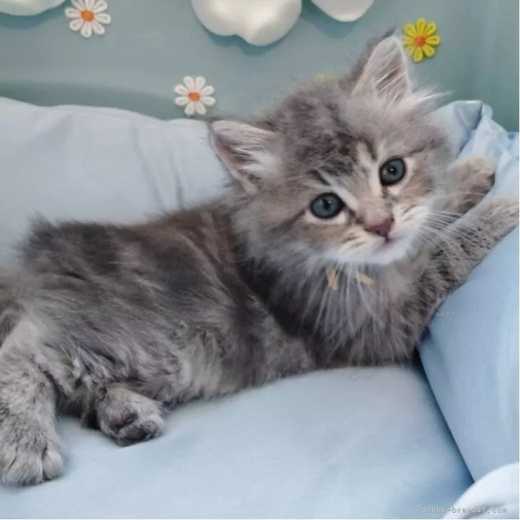 ID:2507-02745の子猫