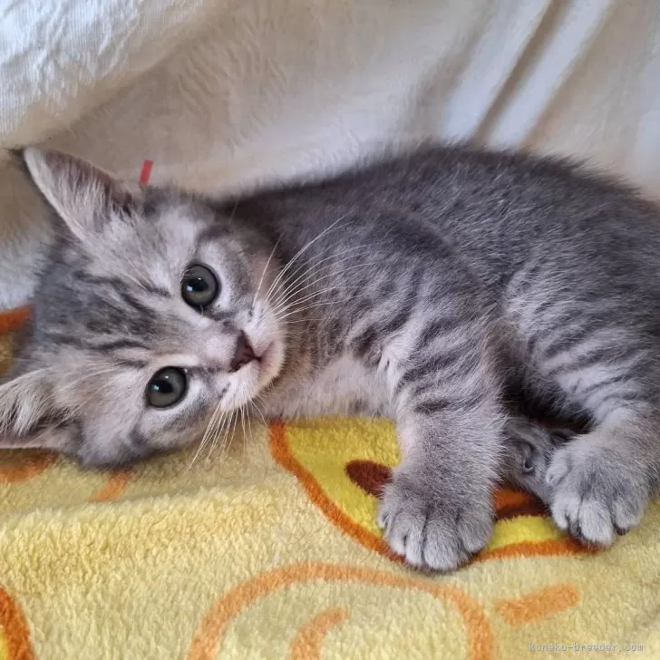 ID:2502-00771の子猫