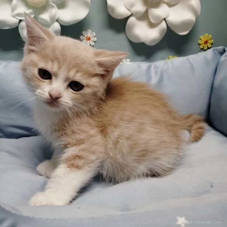 ID：2506-01567の子猫