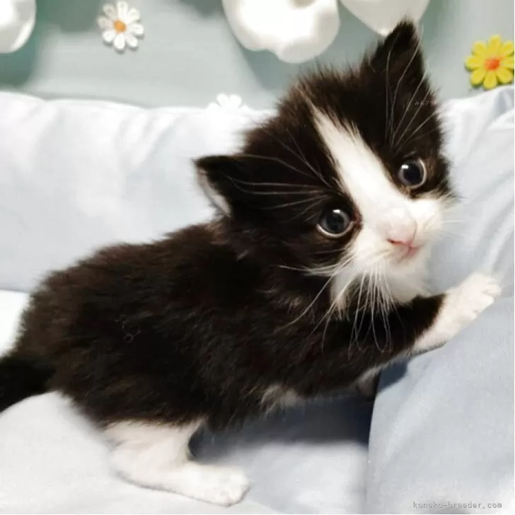 ID：2507-00463の子猫