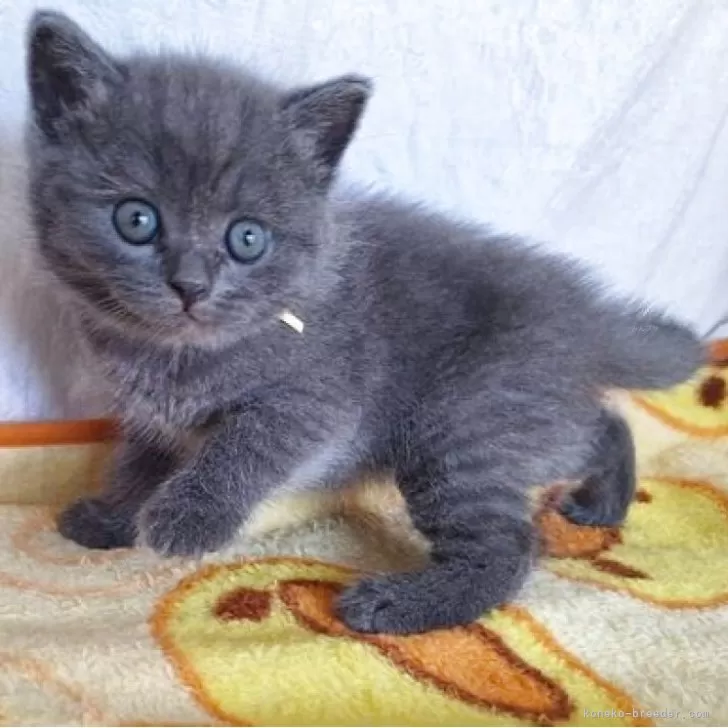 ID:2507-02670の子猫